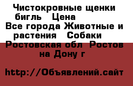 Чистокровные щенки бигль › Цена ­ 15 000 - Все города Животные и растения » Собаки   . Ростовская обл.,Ростов-на-Дону г.